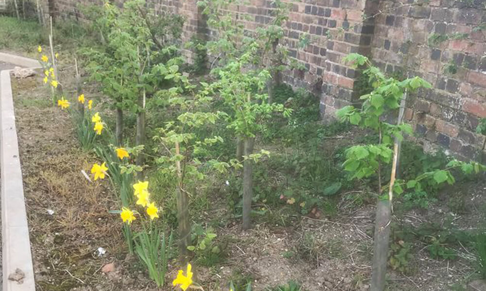 Daffodils at Kenilworth station