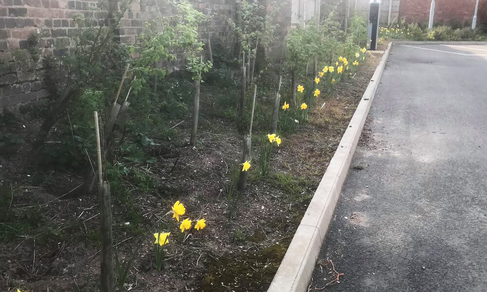 Daffodils at Kenilworth station car park