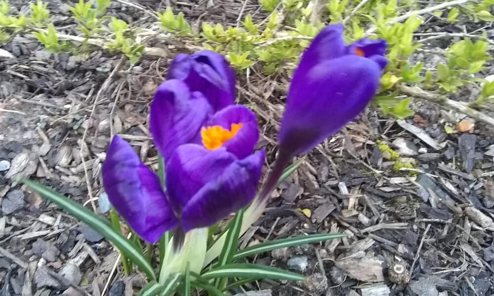 Purple flower at Kenilworth station