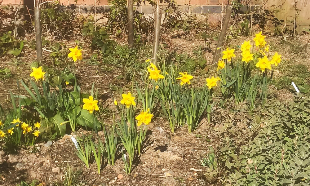 Daffodils at Kenilworth station