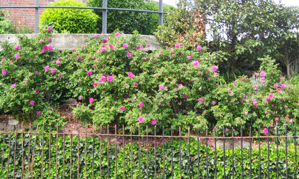 Lower terrace at Leamington station